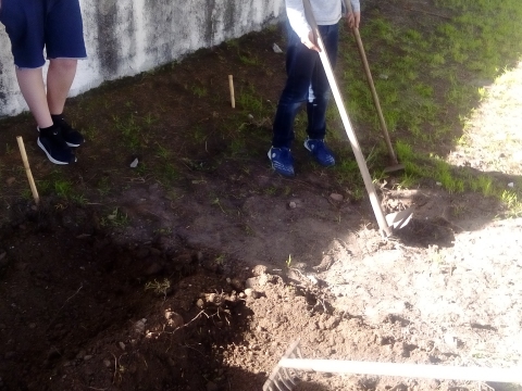 Os alunos continuam a preparar a terra para a 